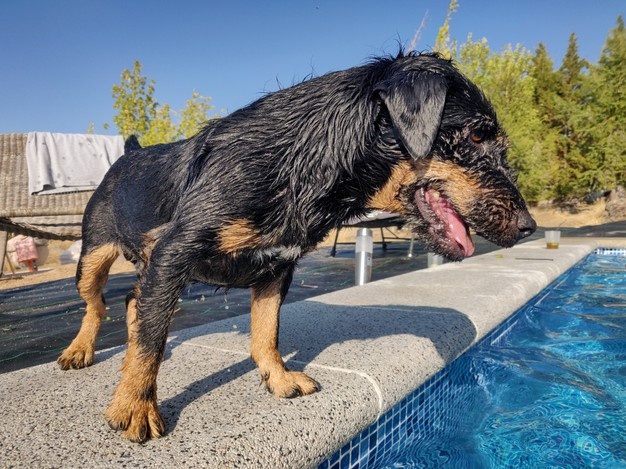 piscina per cani