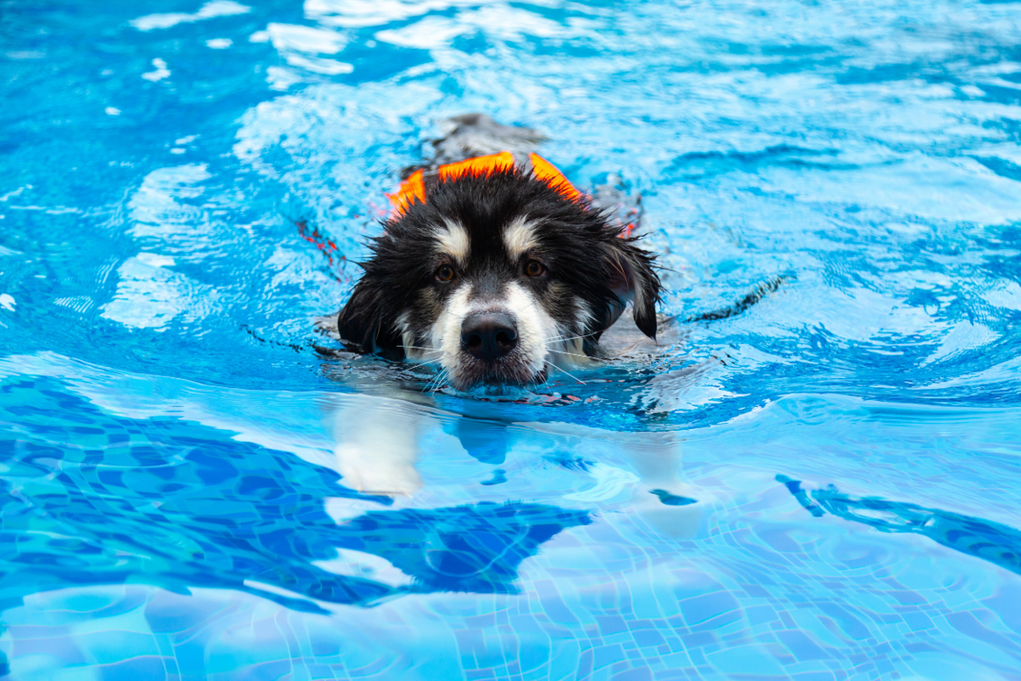nuoto peer cani