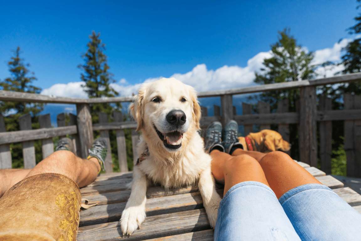 pensione per cani in estate