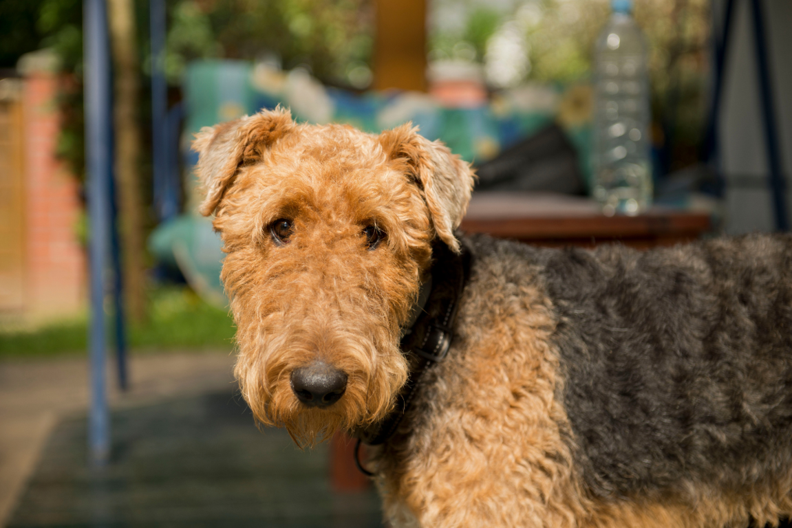 airedale terrier carattere