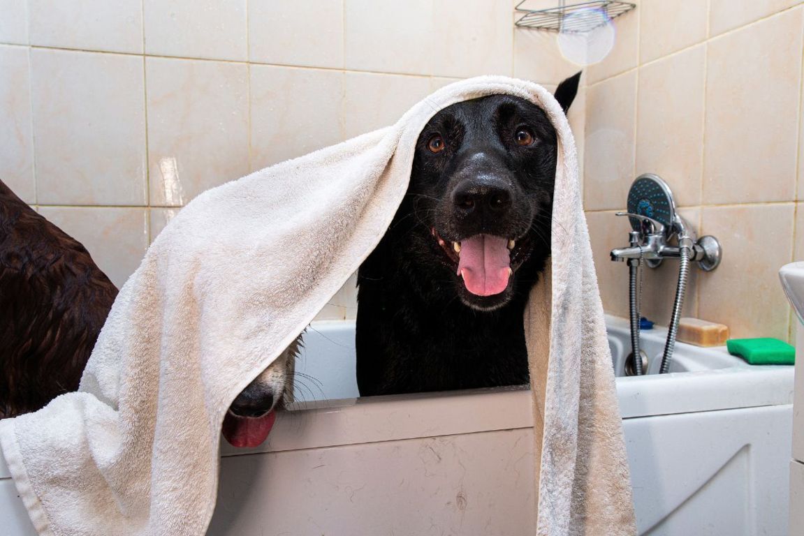 lavare cane in casa