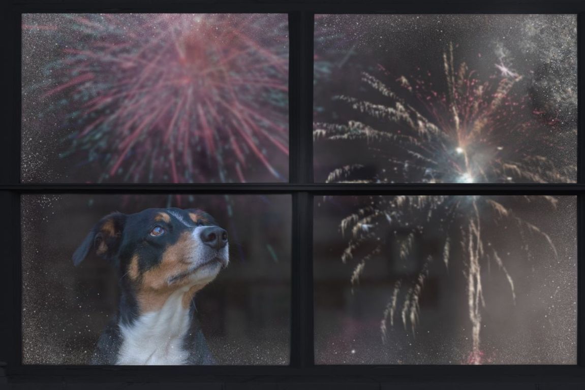 paura del cane durante i fuochi d'artificio